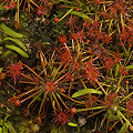 Drosera occidentalis