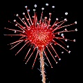 Drosera paradoxa