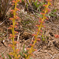 Two plants, with red D. purpurascens visible, Western Australia.
