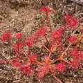 A single plant, Western Australia.