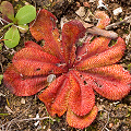 A large red plant, Western Australia.