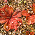 A pair of red plants, Western Australia.