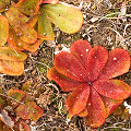 Variously colored rosettes, Western Australia.