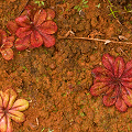 Many colorful rosettes, Western Australia.