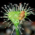 Drosera rotundifolia eats a fruitfly.