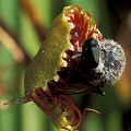 Drosera rotundifolia eats a fly.