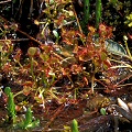 Partially submerged plants at a pond.