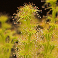 Drosera stolonifera