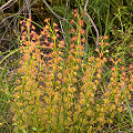 A shaded plant, Western Australia.