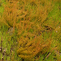 Many plants on a small hill, Western Australia.