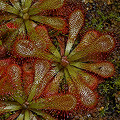 Drosera venusta grows readily in even inept cultivation.