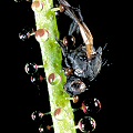 Drosophyllum eats a fly.