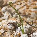 Drosophyllum seedling