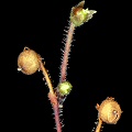 Genlisea pygmaea