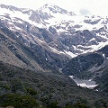 Alpine Drosera habitat