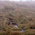 A very wet, misty place.