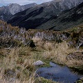 Classic alpine vegetation, New Zealand style.