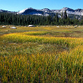 Fresno County, a high elevation fen in the Sierras.