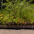 Siskiyou County, Darlingtonia and Drosera growing on a little natural damn formed by an old log.