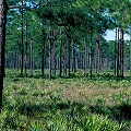 Florida scrub post-fire