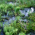 Lake County, a marvelous bog with excellent Sphagnum growth.