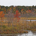 Berkshire County, a calcareous fen with Sarracenia, Drosera, and many Utricularia.