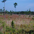 Stone County, a large savannah with an enormous population of plants.