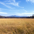 Flathead County, an extensive fen in grizzly bear territory.