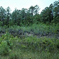 Brunswick County, pocosin vegetation