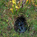 Onslow County, a hole left by the shovel from a damned poacher.