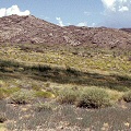 A Nevada seep
