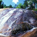 Greenville County, water streams over the rock bald at this beautiful S. jonesii site.