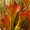 Heliamphora nutans