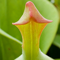 A larger pitcher of a mature plant.