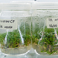 Masses of plants in tissue culture.