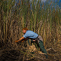 Harvesting Typha