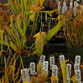 Rarely are carnivorous plants offered in such abundance!