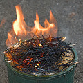 Burning litter over seeds encourges recalcitrant species to germinate.