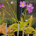 Part of a nice Pinguicula collection.