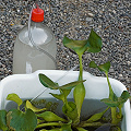 Water-filled tray