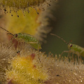 Juvenile crawling around on Ibicella lutea