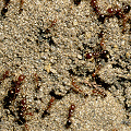 Fire ants.