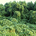 Kudzu in Alabama