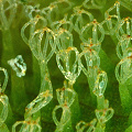 Egg-beater trichomes.