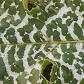 Leaf patterns.