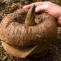 A big tuber with a hand.