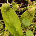 Dischidia rafflesiana