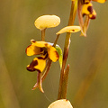 An attractive cluster of orchid flowers, Western Australia.
