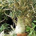 Plant in cultivation.