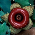 Huernia confusa